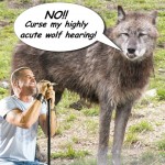 A horrendously photoshopped picture of a wolf standing next to a crooning Scott Stapp. The wolf is saying "No!! Curse my highly acute wolf hearing!"