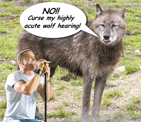 A horrendously photoshopped picture of a wolf standing next to a crooning Scott Stapp. The wolf is saying "No!! Curse my highly acute wolf hearing!"