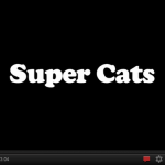 Cat Videos!