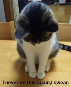 Guilty Cat Is Ashamed of Himself