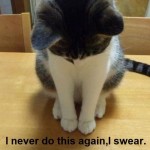 Guilty Cat Is Ashamed of Himself